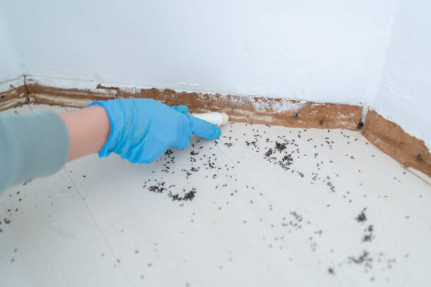 Best Wasp Removal Services  in Chanhassen, MN